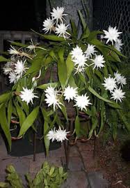 Jan 05, 2017 · night blooming cereus are related to cacti so many gardeners grow theirs in potting soil that is suitable for cacti. Night Blooming Cereus Cutting