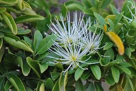 Image result for Maerua