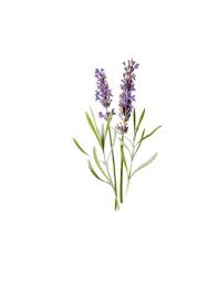 Lavender Flower Herb Vintage Botanical Print Plant Png Clip Art Transparent Background Digital Stamp Instant Download Journal In 2021 Vintage Botanical Prints Botanical Prints Botanical Illustration Vintage
