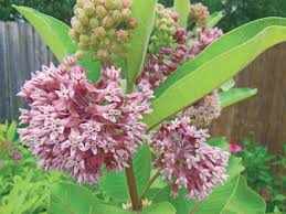 Obtain a sample seed pod. A Quick Guide To Illinois Native Plants Quarto Knows Blog