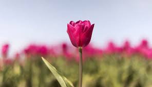 Beautiful Whatsapp Dp Flower Images Free Download Hd Images In 2020 Flower Images Free Flower Images Beautiful Flowers Pictures