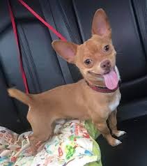Please visit our adoption site at www.shakeapawrescue.org. Pin On Chihuahua And More