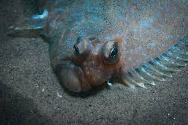 Types Of Flatfish The Complete Guide