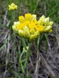 Image result for Helichrysum buchananii