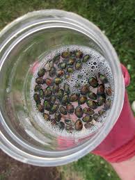 Japanese beetle traps typically consist of yellow vanes in a crisscross shape with the lure fixed in the middle. How To Get Rid Of Japanese Beetles In The Garden 10 Ways To Deal With Japanese Beetles Hgtv