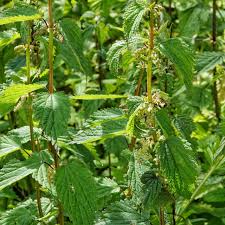 Image result for Urtica massaica