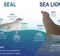 What's the difference between seals and seal lions? | NOAA ...