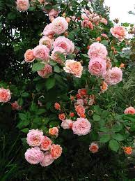 Rosa Abraham Darby So Iii Austinros Der Ein Feines Wohlgeformtes Gebusch Bildet Bluten Im Fruhsommer Mit Grossen Climbing Roses Flower Farm English Roses