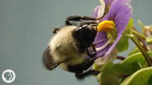 Bumble bee can be described as beneficial insects. This Vibrating Bumblebee Unlocks A Flower S Hidden Treasure Deep Look Youtube