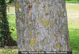 Hard maple trees have bark that develops deep furrows as the tree ages. Maple Trees Types Leaves Bark Identification Guide Pictures