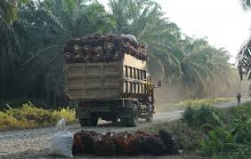 Dengan melakukan beberapa kaedah penyelidikan dan memahami pewarisan bentuk buah kelapa. Sederet Fakta Mencengangkan Tentang Industri Sawit Di Indonesia