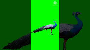 5,141 best peacock green screen free video clip downloads from the videezy community. Peacock Green Screen Video Effect Youtube