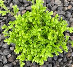 Image result for Selaginella mittenii