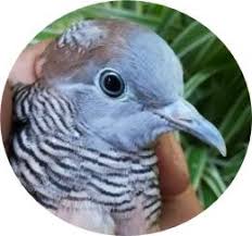 Memang nama lainnya agak menggelikan, tapi karenanya untuk harga burung perkutut ini dimulai dari rp 500ribu hanya untuk anakannya. 11 Katuranggan Perkutut Pembawa Sial Bagi Sang Pemilik Trikburung Com 2021 Trikburung Com 2021