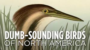 We did not find results for: Five Bird Calls That Will Make You Laugh Audubon