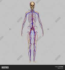 The somatic nervous system consists of sensory nerves carrying afferent nerve fibers that relay sensation from the body to the central nervous system (cns). Somatic Nervous System Image Photo Free Trial Bigstock