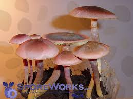Image result for Gymnosporia pubescens