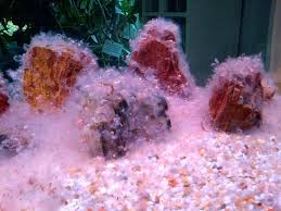 Overfeeding Your Fish Can Lead To Poor Water Quality And Mold Freshwater Fish Tropical Fish Fish Tank Coolest Freshwater F Freshwater Fish Fish Tropical Fish