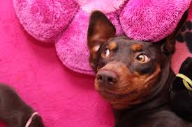 Eine abfindung kann vom arbeitgeber infolge einer betriebsbedingten kündigung entsprechend des. Erst Wird Geheiratet Der Deckakt Beim Hund Herzlich Willkommen Bei Den Deutschen Pinschern Vom Konigsherz