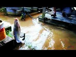 Check spelling or type a new query. Memancing Di Sungai Lubuk Kegemaran Tak Menghampakan 18 3 18 By Mdfs72 Bpj