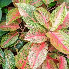 Happily growing in partial sunlight, the croton plants indoors can make a bold statement in your house. Gorgeous Indoor Plants That Love The Dark Low Light House Plants Plants Pink Leaf Plant