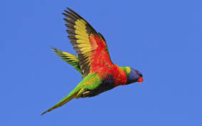 Australian Birds In Flight Images Rainbow Lorikeet Computer Wallpapers Desktop Backgrounds 3481x2173 Id 597832 Australian Parrots Parrot Australian Birds