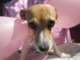 Amid the pandemic quarantine, many of us took up new hobbies like baking bread (#noregrets) and have spent more time cooking and eating at home vs. Top Female Dog Names For 2020