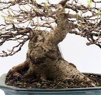 Ficus Microcarpa Bonsai