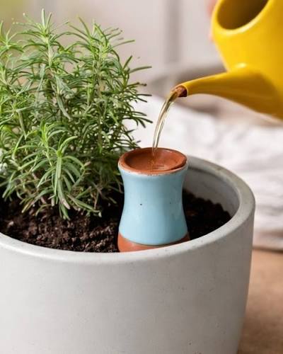 Do Plants Prefer Small Amounts of Water? | SmartiLiving