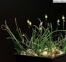 Image result for Litanthus pusillus