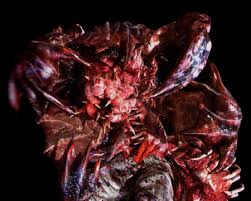 Image result for Duvalia