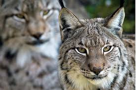 Canada lynxes have been recorded up to an elevation of 4,310 m (14,140 ft). Progress Endangered Lynxes Make A Comeback And More Csmonitor Com