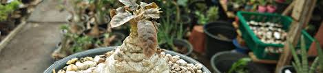 Image result for Dorstenia schliebenii