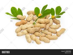 Original research we did at the magazine also found that (probably because they're a legume), peanut hulls are surprisingly nitrogen rich. Pile Peanuts Shells Image Photo Free Trial Bigstock