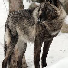 The international wolf center is run by the mn dnr. Wolves Sbmasterpieces