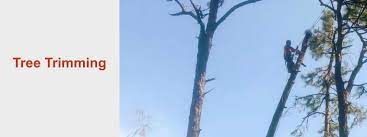 Find people and find the right business and get things done! Gonzalez Tree Service Wilmington Nc Tree Trimming Tree Removal