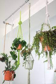 The Plants Bar Hanging Things Hanging Plants Indoor Hanging Plants Plants