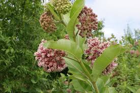 Image result for Asclepias schumanniana