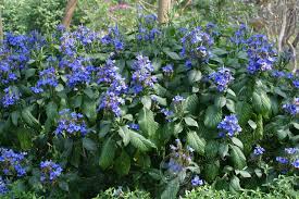 Image result for Eranthemum pulchellum