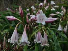 Image result for Crinum walteri