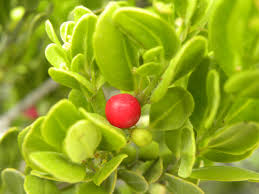 Image result for Maytenus