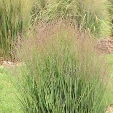 Image result for Panicum novemnerve