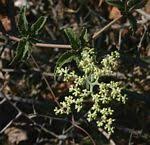 Image result for Cyphostemma glandulosissimum