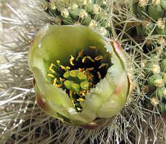 This is a good question, but before you jump in and start working with faded flowers among the painful spines, let's look more closely to see if it's always necessary to. Cholla Cactus Garden Joshua Tree National Park U S National Park Service