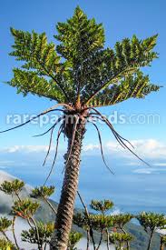 Image result for Cyathea thomsonii