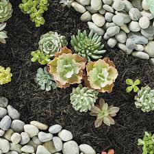 If you order the mulch online you can choose express delivery during checkout. Mulch Landscaping Supplies The Home Depot