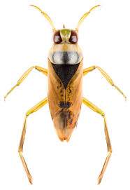 What Lies Beneath: The Bugs Lurking In Your Swimming Pool - School Of  Public Health - University Of Queensland