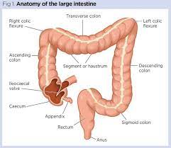 Gastrointestinal Tract 5 The Anatomy And Functions Of The Large Intestine Nursing Times Large Intestine Intestines Anatomy Large Bowel