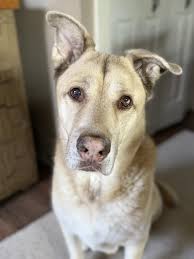 I lost my Rookie yesterday. He was my soul dog. We had almost 13 years  together. I got him when I was 19 and I am 32 now. He's been by my