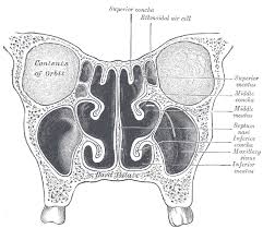 The nasal cavity (or cavity of nose, latin: Nose Anatomy And Histology Of The Human Nose Medical Library